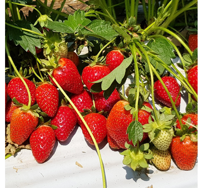 Саженцы клубники сорт Квики, фриго класс B