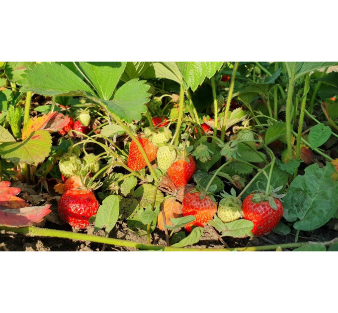 Саженцы клубники сорт Квики, фриго класс B