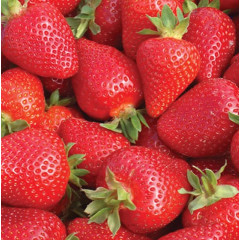 Розсада полуниці "Олімпія", клас А (рання)