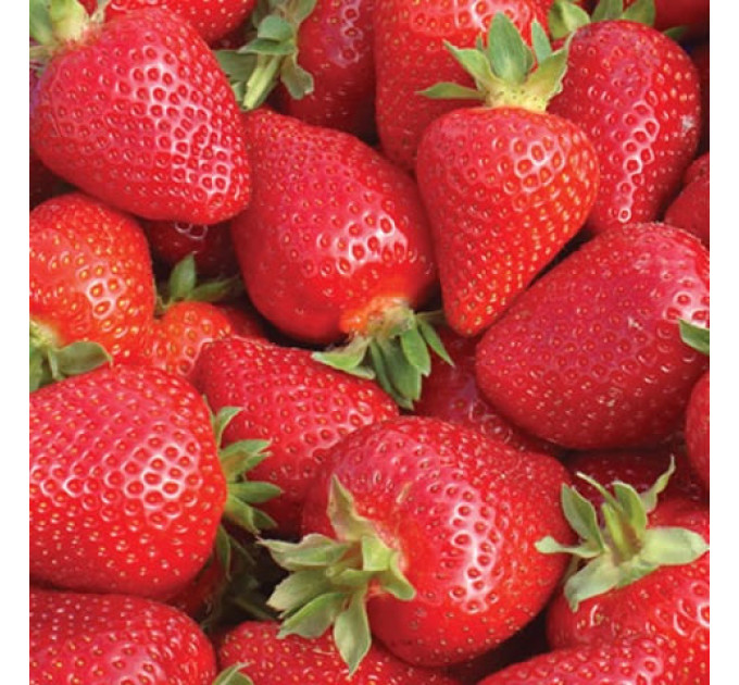 Розсада полуниці "Олімпія", клас А (рання)