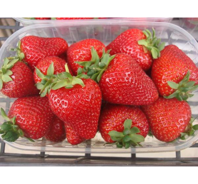 Розсада полуниці "Олімпія", клас А (рання)