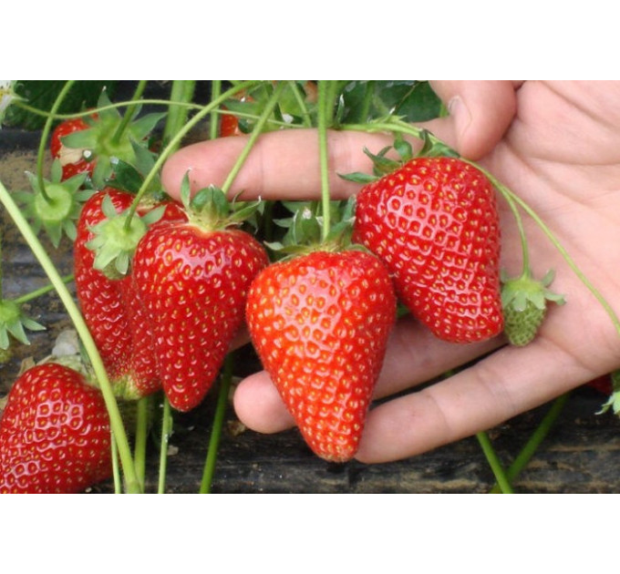 Розсада полуниці "Олімпія", клас А (рання)