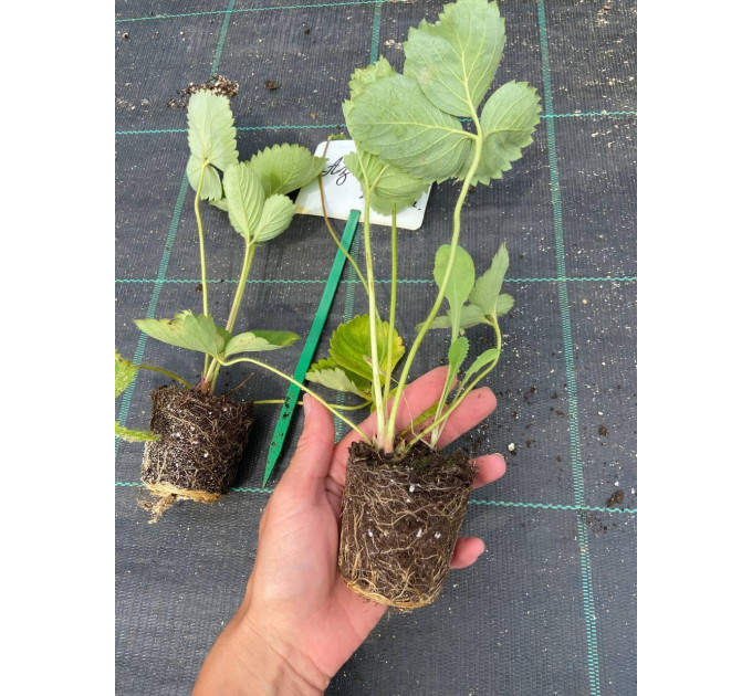 Рассада клубники сорт Азия, кассета 45 ячеек