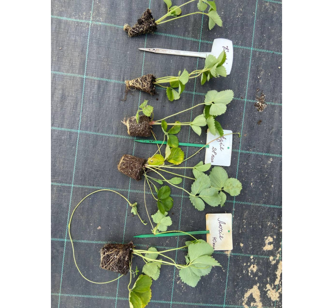 Рассада клубники сорт Азия, кассета 45 ячеек