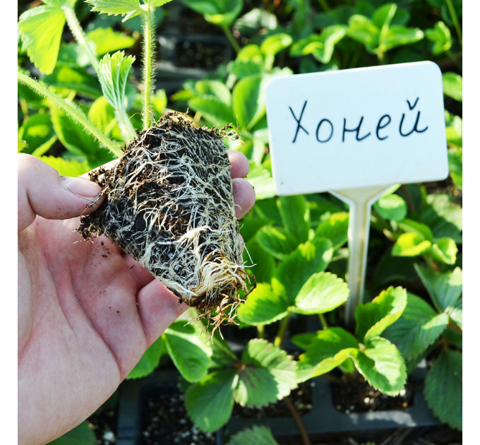 Рассада клубники Хоней, в кассетах 77 ячеек