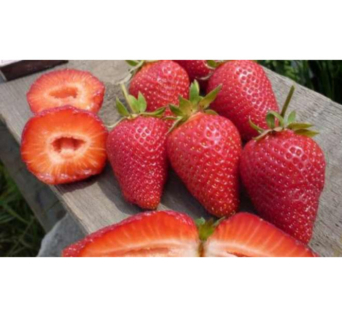 Рассада клубники "Арианна", класс А (ранняя)