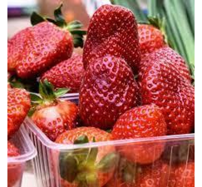 Рассада клубники "Арианна", класс А (ранняя)