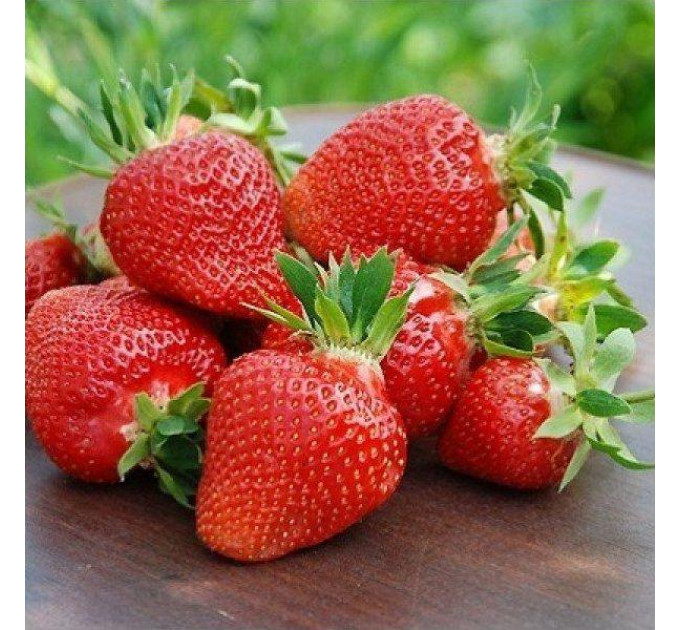 Рассада клубники "Румба", в кассетах 96 ячеек