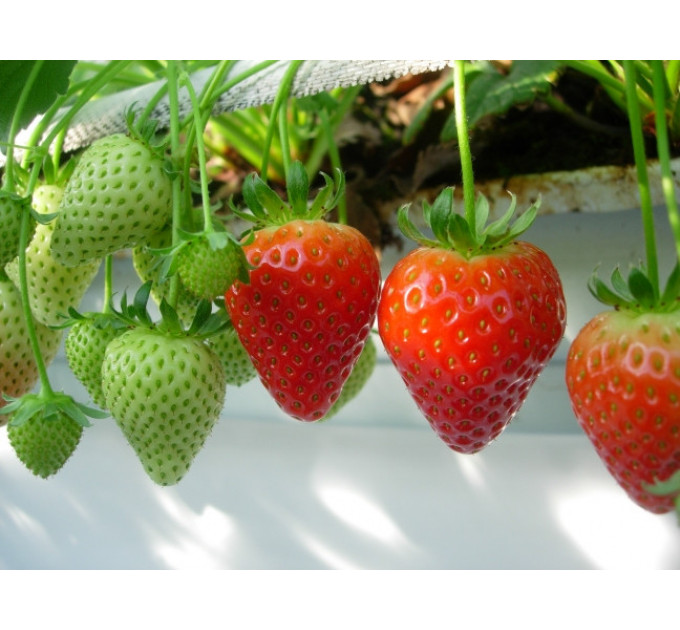 Рассада клубники "Румба", в кассетах 96 ячеек