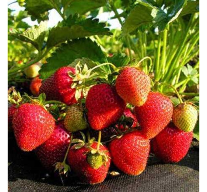 Рассада клубники сорт Аллегро, кассета 45 ячеек