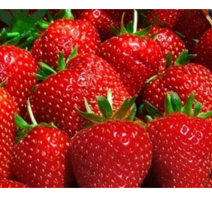 Рассада клубники сорт Аллегро, кассета 45 ячеек