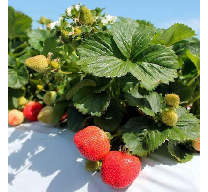 Клубника сорт Лючия (Lucia) в кассетах, 77 ячеек