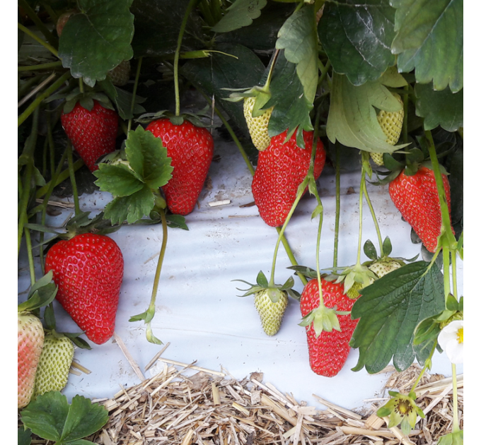 Клубника сорт Лючия (Lucia) в кассетах, 77 ячеек