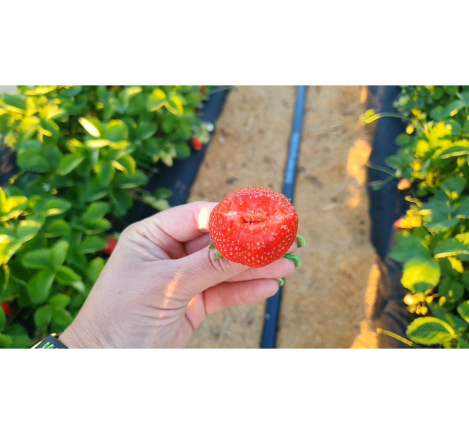 Клубника сорт Лючия (Lucia) в кассетах, 77 ячеек