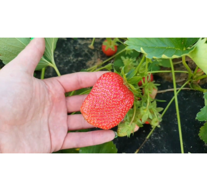 Клубника сорт Лючия (Lucia) в кассетах, 77 ячеек