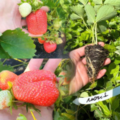 Полуниця сорт Лючія в касетах, 77 комірок