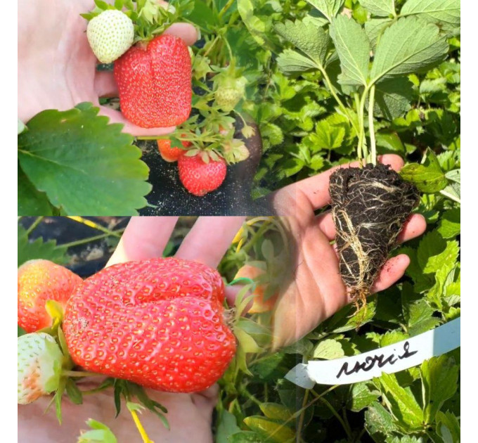 Клубника сорт Лючия (Lucia) в кассетах, 77 ячеек