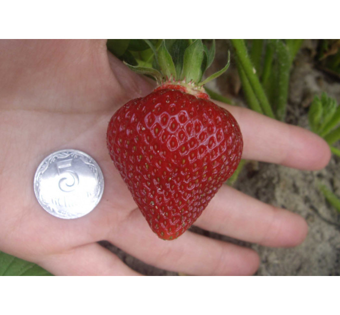 Рассада клубники Хоней, в кассетах 77 ячеек