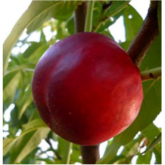 Саженцы нектарина раннего сорт Ванг 8, подвой миндаль