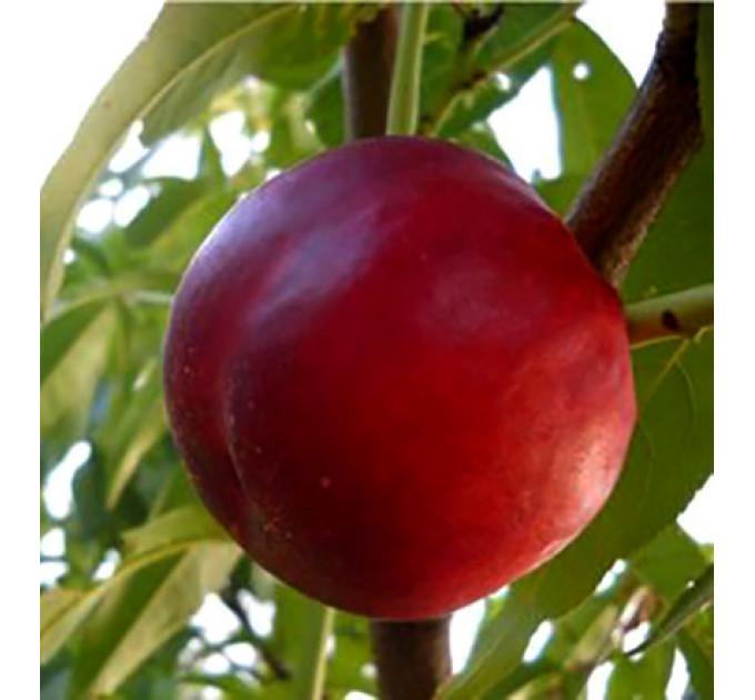 Саженцы нектарина раннего сорт Ванг 8, подвой миндаль