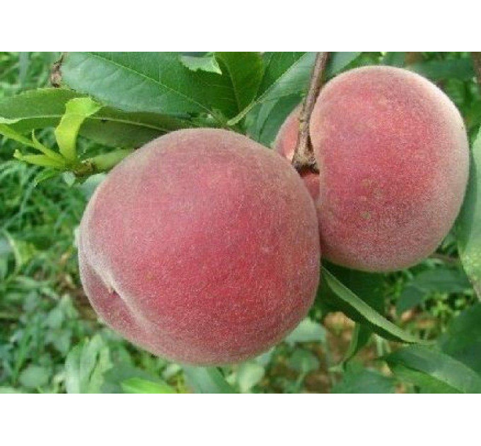 Саженцы персика сорт Эрли крест