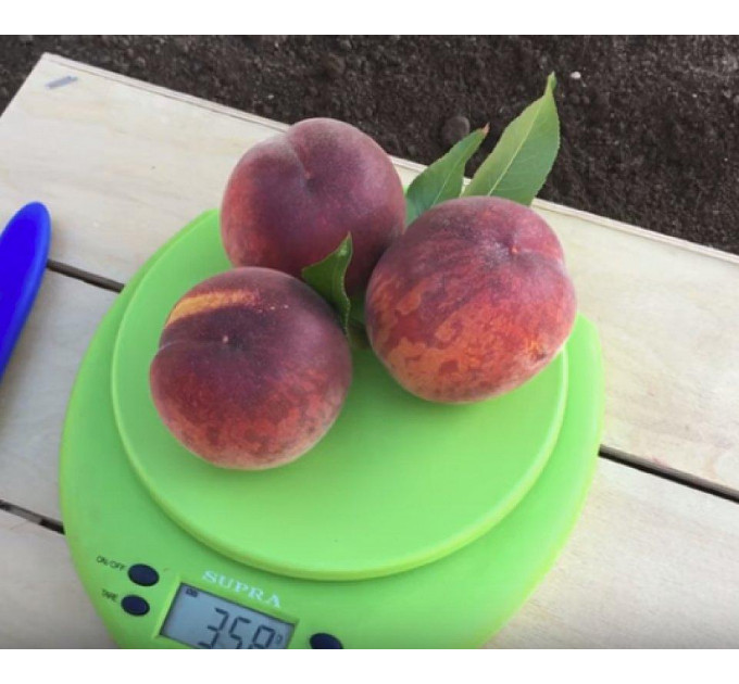 Саженцы персика сорт Эрли крест