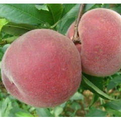 Саженцы персика сорт Эрли крест