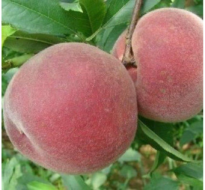 Саженцы персика сорт Эрли крест