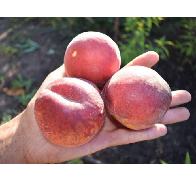 Саженцы персика сорт Шугар Тайм (раннего срока созревания)