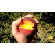 Саженцы персика сорт Шугар Тайм (раннего срока созревания)