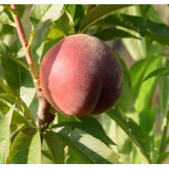 Саженцы персика сорт Шугар Тайм (раннего срока созревания)