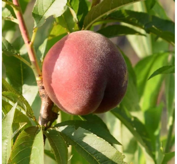 Саженцы персика сорт Шугар Тайм (раннего срока созревания)