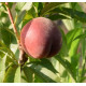 Саженцы персика сорт Шугар Тайм (раннего срока созревания)