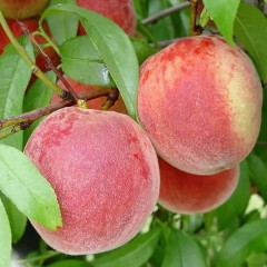 Саженцы персика раннего сорт Фреш Вайт, подвой миндаль