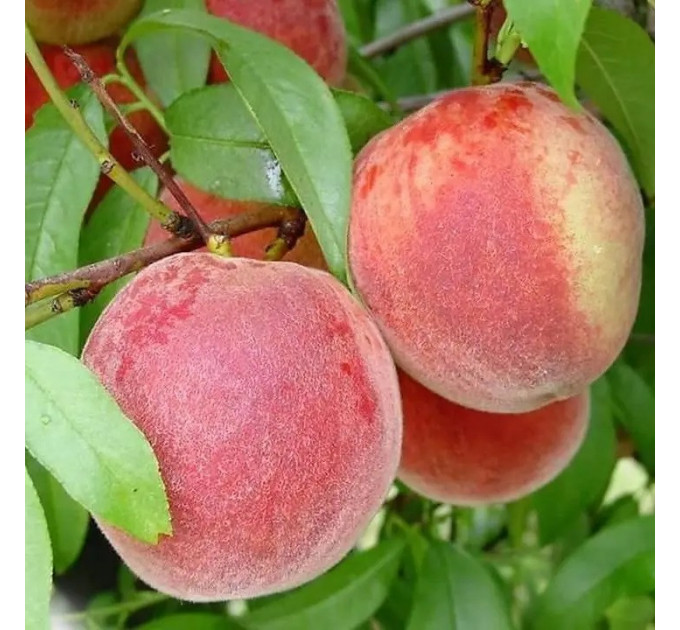 Саженцы персика раннего сорт Фреш Вайт, подвой миндаль