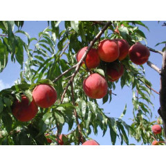 Саженцы персика сорт Рубиновый Принц (среднего срока созревания)