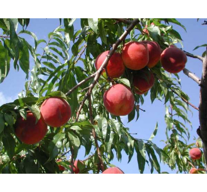 Саженцы персика сорт Рубиновый Принц (среднего срока созревания)