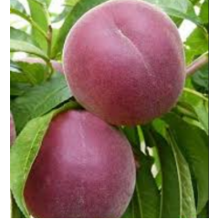 Персик среднеранний сорт Роял Глори, подвой миндаль