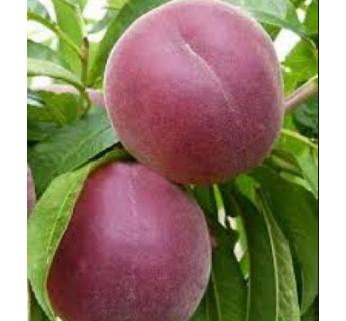 Персик среднеранний сорт Роял Глори, подвой миндаль