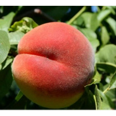 Саженцы персика сорт Кондор (раннего срока созревания)
