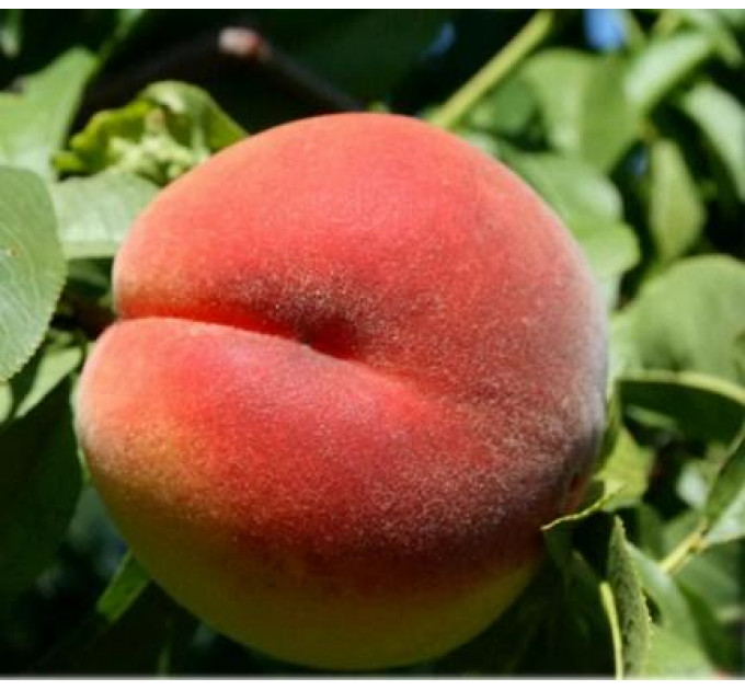 Саженцы персика сорт Кондор (раннего срока созревания)