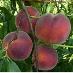 Саженцы персика сорт Рич Мей, подвой миндаль