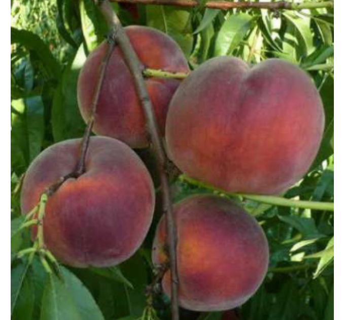 Саженцы персика сорт Рич Мей, подвой миндаль
