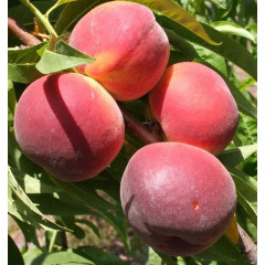 Саженцы персика сорт Саммер Рич, подвой миндаль