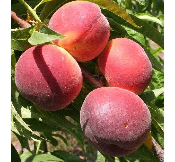 Саженцы персика сорт Саммер Рич, подвой миндаль