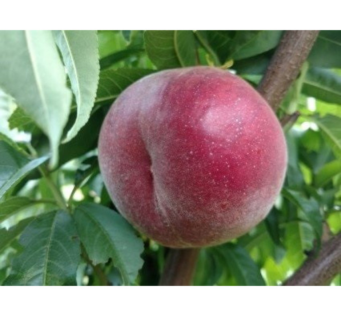 Саженцы персика раннего сорт Экстрим 6, подвой миндаль