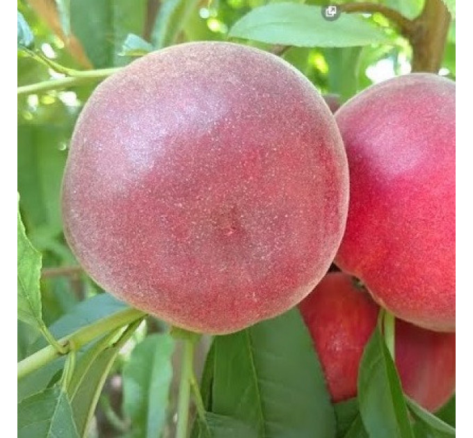 Саженцы персика раннего сорт Экстрим 6, подвой миндаль