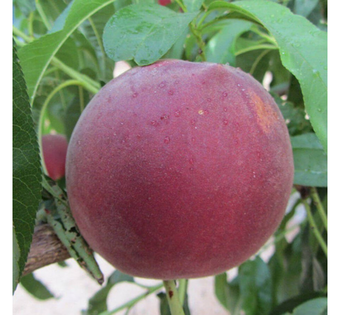 Саженцы персика раннего сорт Экстрим 6, подвой миндаль