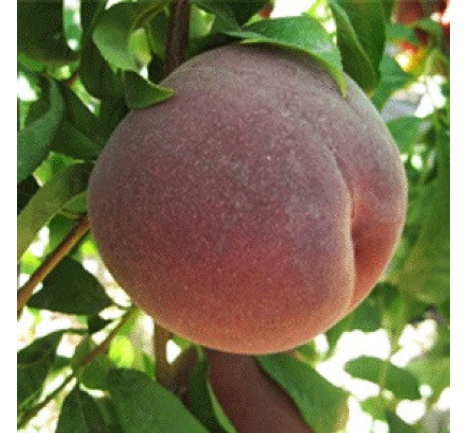 Саженцы персика раннего сорт Экстрим 314, подвой миндаль