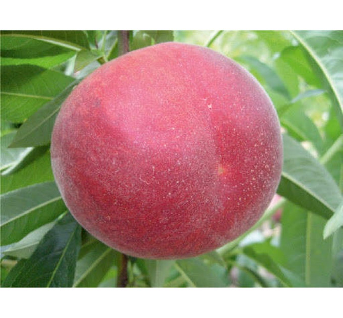 Саженцы персика раннего сорт Экстрим 314, подвой миндаль